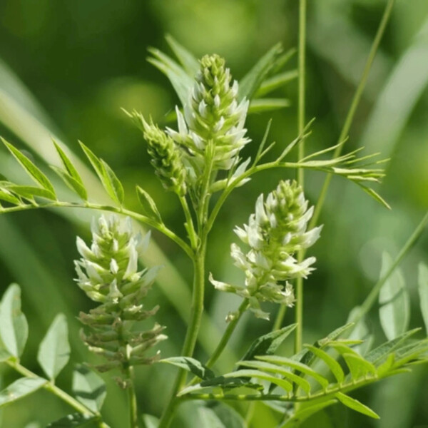 Ноты в ароматах